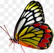 彩色手绘艺术蝴蝶设计