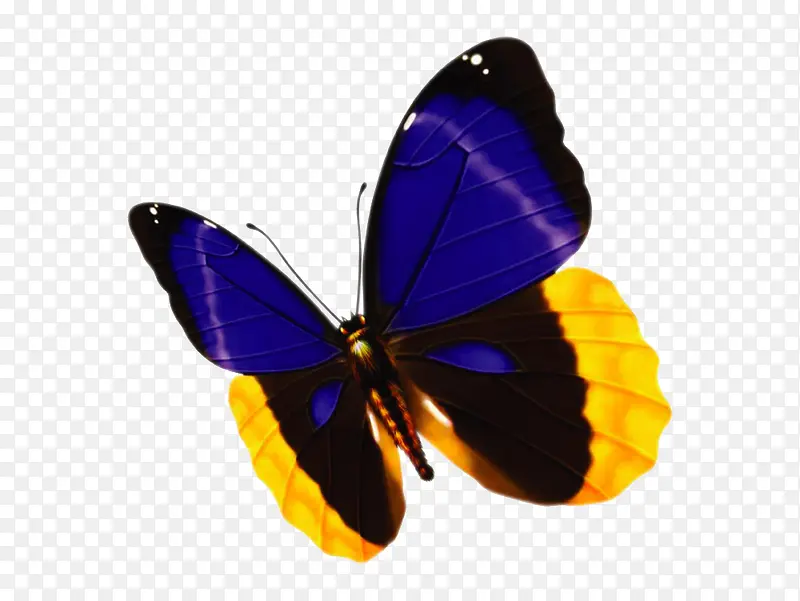 彩色的花蝴蝶免抠素材