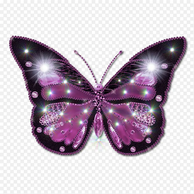 紫色亮眼的蝴蝶