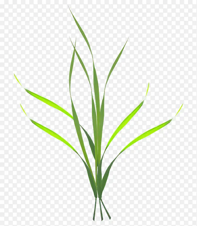 小草