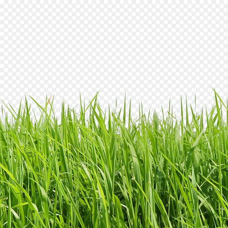 草地