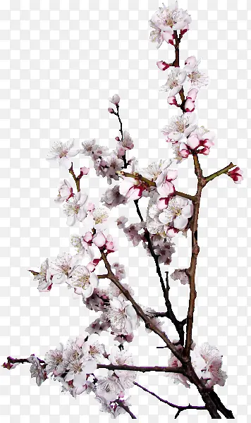 桃花红色桃花素材