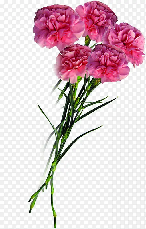 粉色花朵温馨康乃馨花束