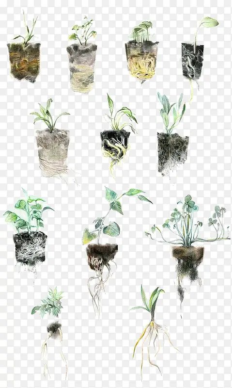植物