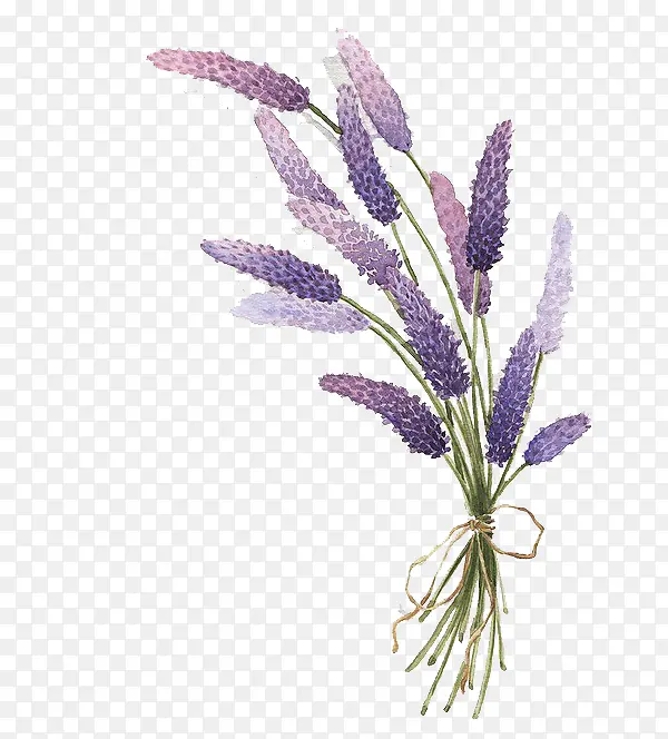紫色薰衣草花束背景素材