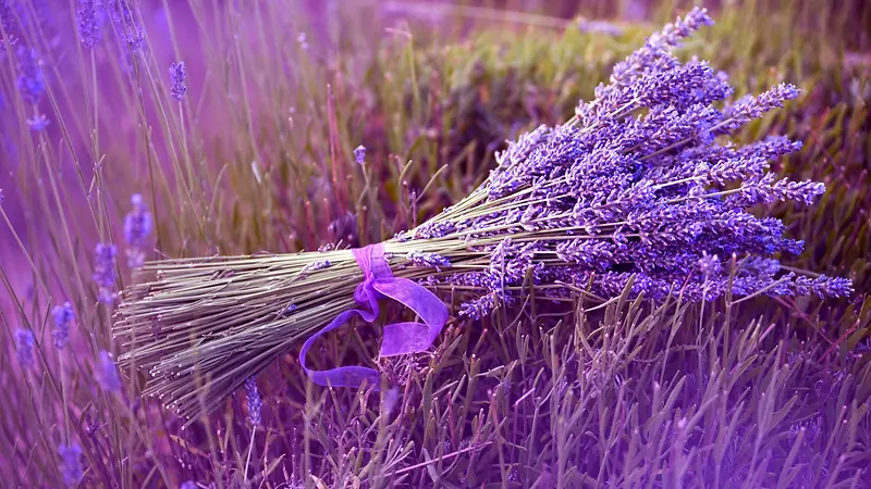 紫色薰衣草浪漫花束