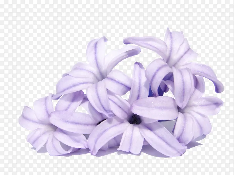 紫色百合花束