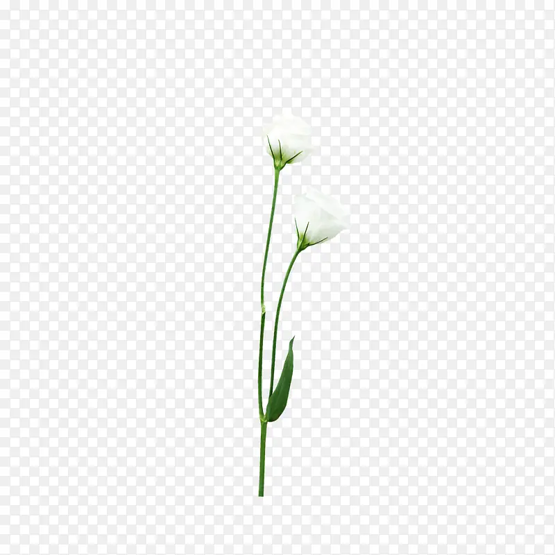 白色小花花束素材