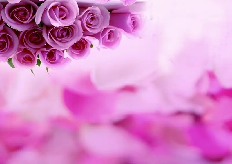 紫色唯美玫瑰花瓣花束