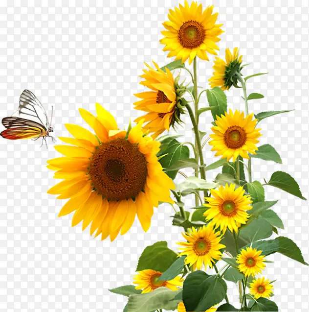 黄色可爱向日葵蝴蝶