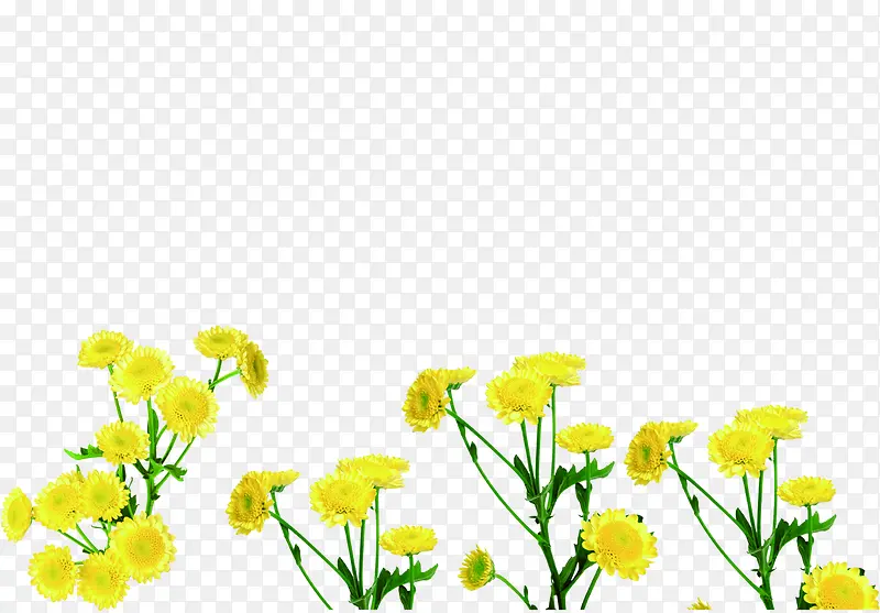 手绘黄色高清向日葵装饰
