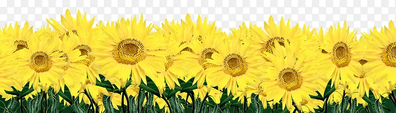 创意海报植物黄色向日葵