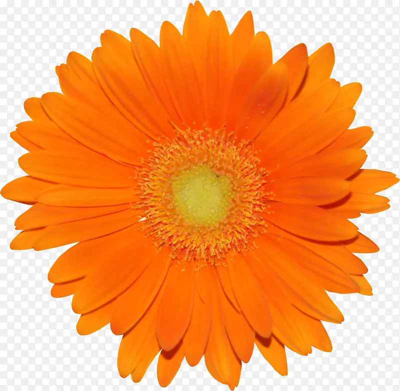 橙色菊花花卉