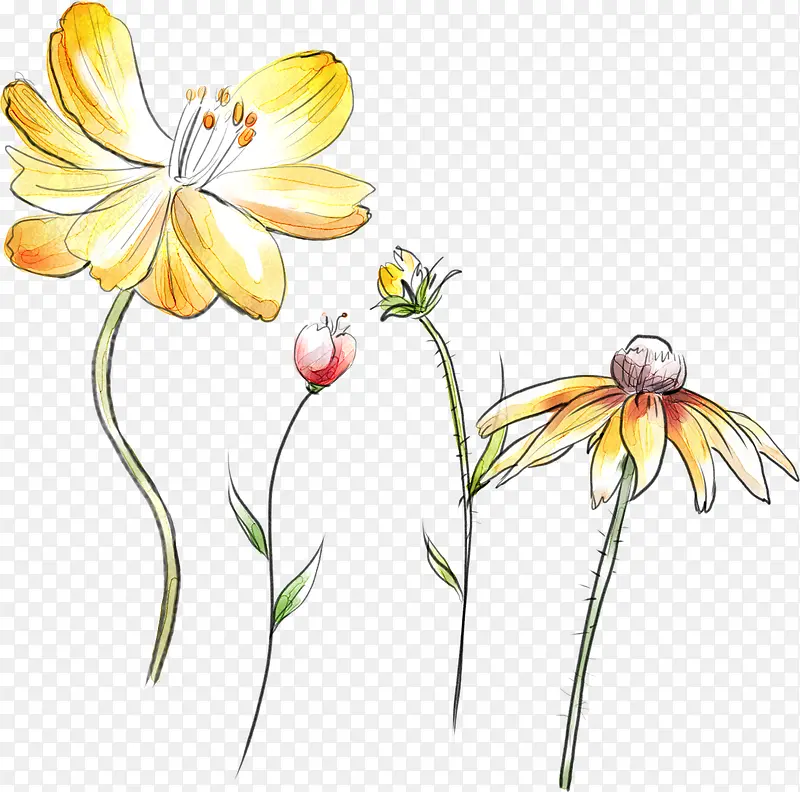 创意合成手绘黄色的菊花效果
