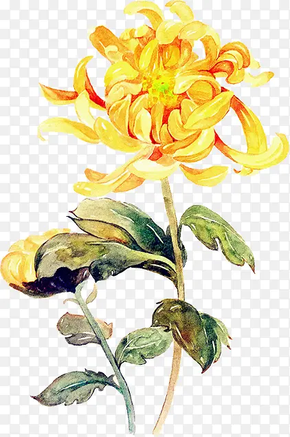 创意高清手绘黄色的菊花
