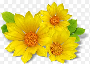 黄色鲜花向日葵展板