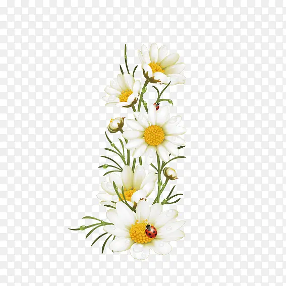 精美雏菊