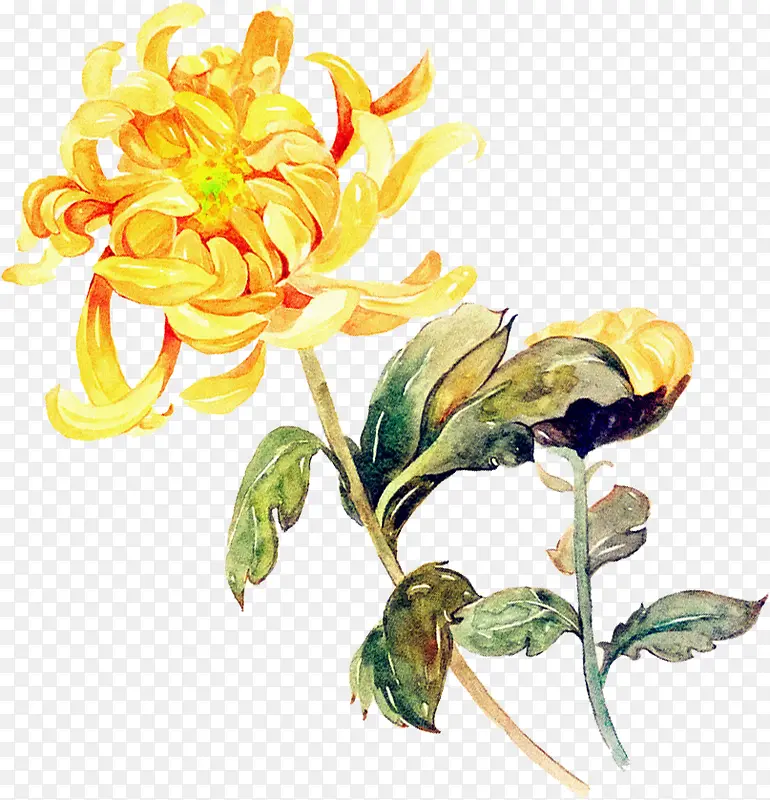 高清合成黄色的菊花效果