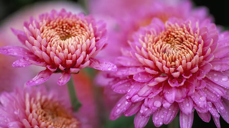 粉色菊花水珠植物