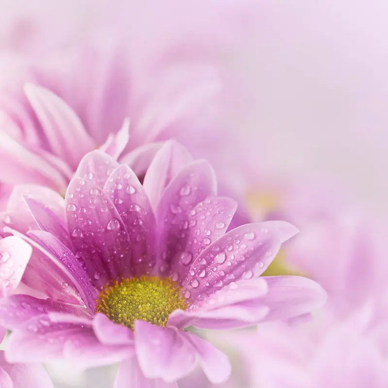 粉色戴露珠的菊花海报背景