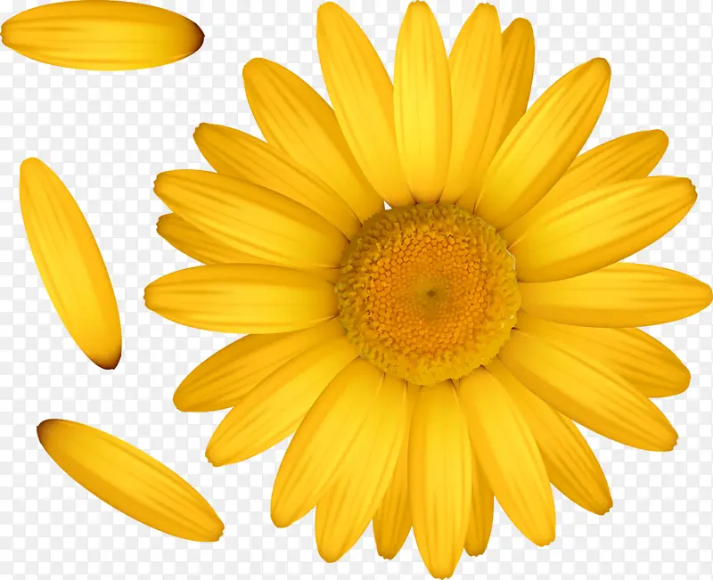 黄色菊花海报背景