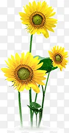 花 向日葵 太阳花 黄色