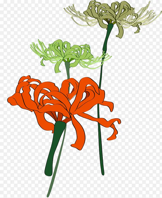 手绘菊花