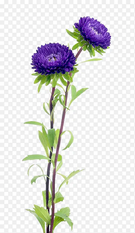 紫色中国风菊花植物