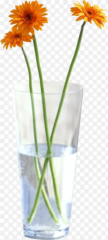 橙色的菊花