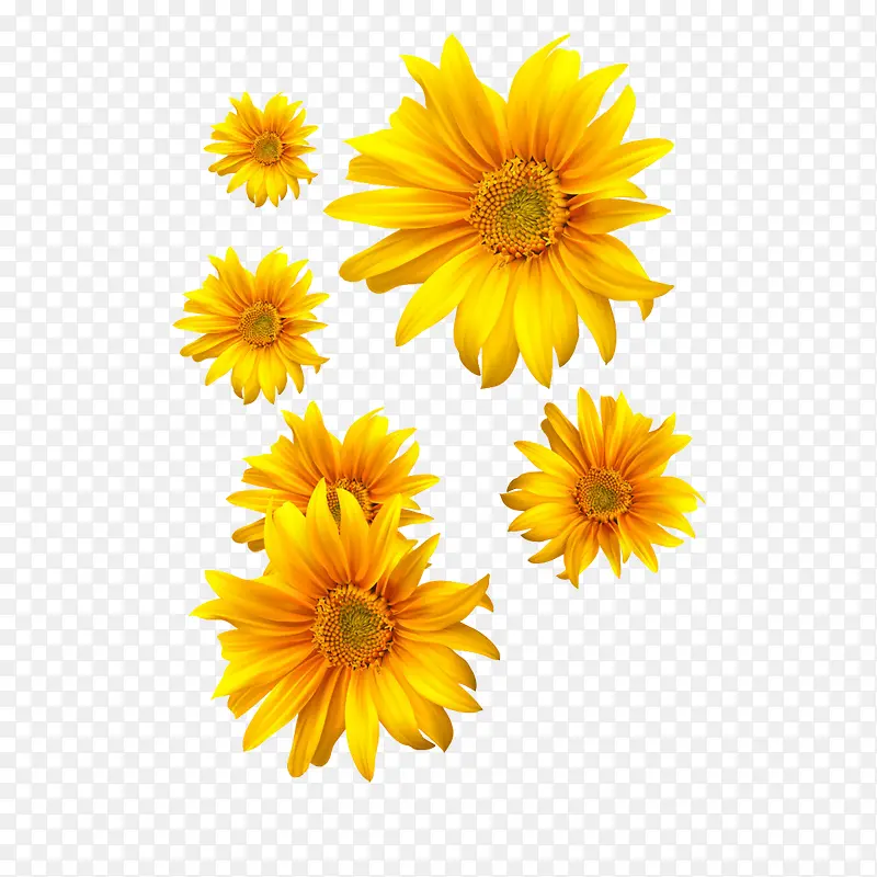 菊花矢量图