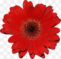 红色花朵菊花装饰