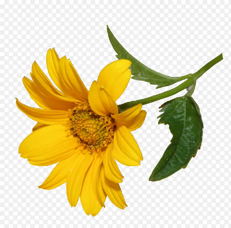 彩绘黄色菊花