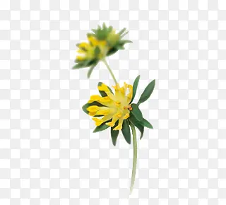 清新秀丽的菊花