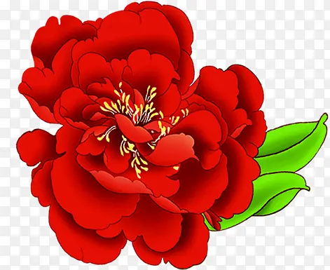 红色盛开菊花图片