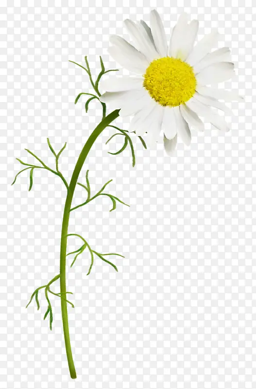 菊花黄色花蕊