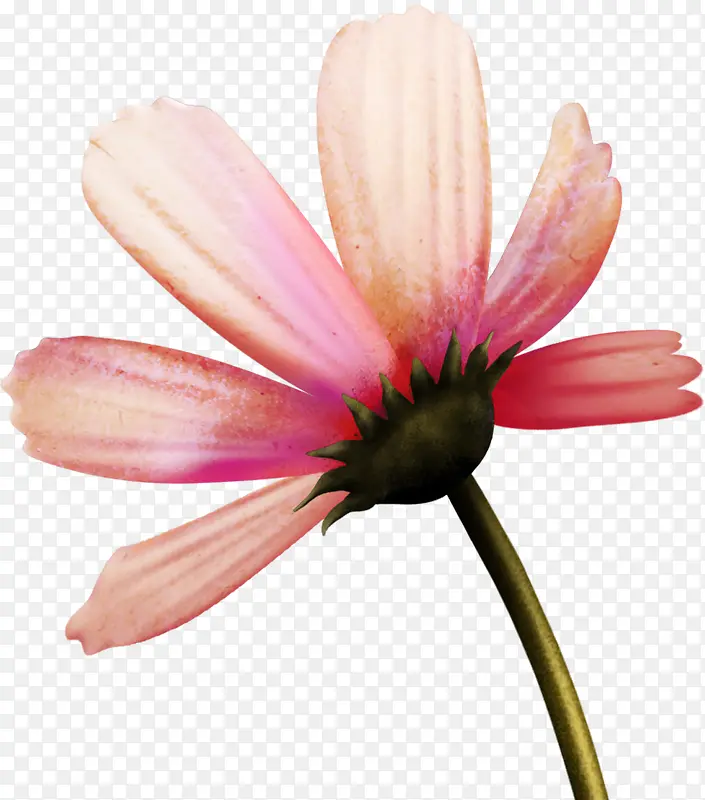 粉色菊花无框画展板