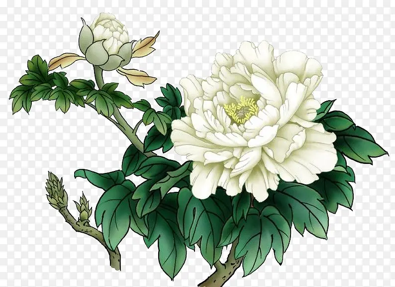 白色菊花素材手绘植物素材