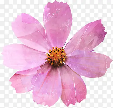 手绘粉色菊花卡片