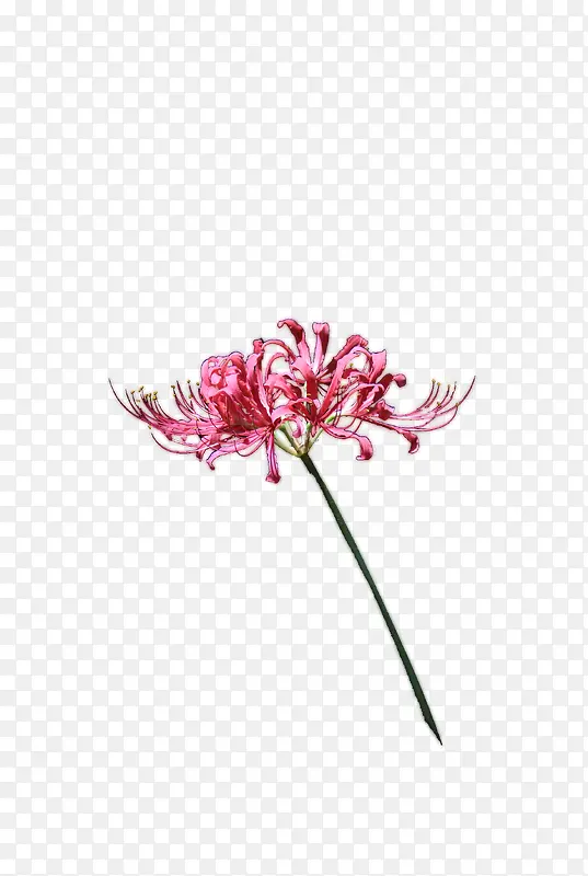 菊花素材植物花朵