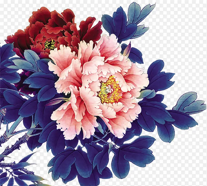 红色粉色绽放菊花