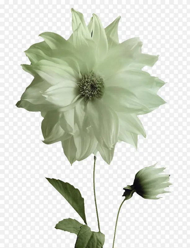 唯美杭白菊图片素材