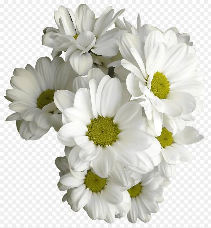 白色的菊花花蕊植物