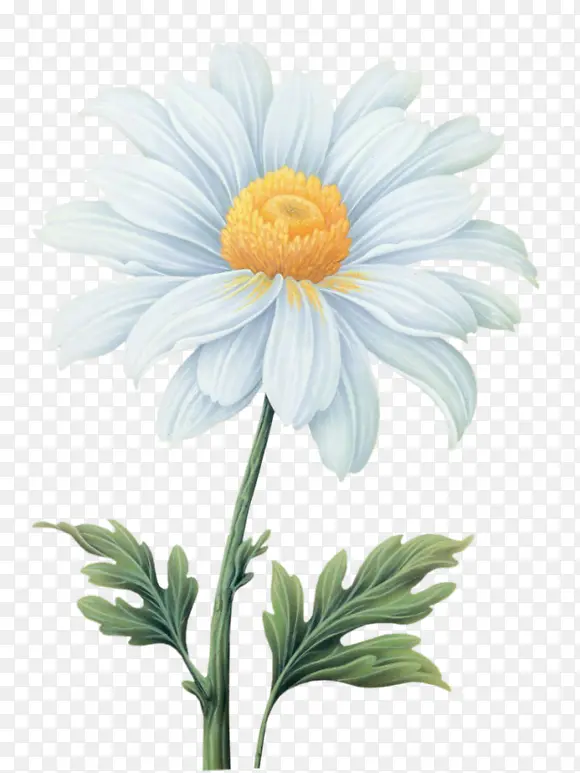 白色手绘菊花花卉