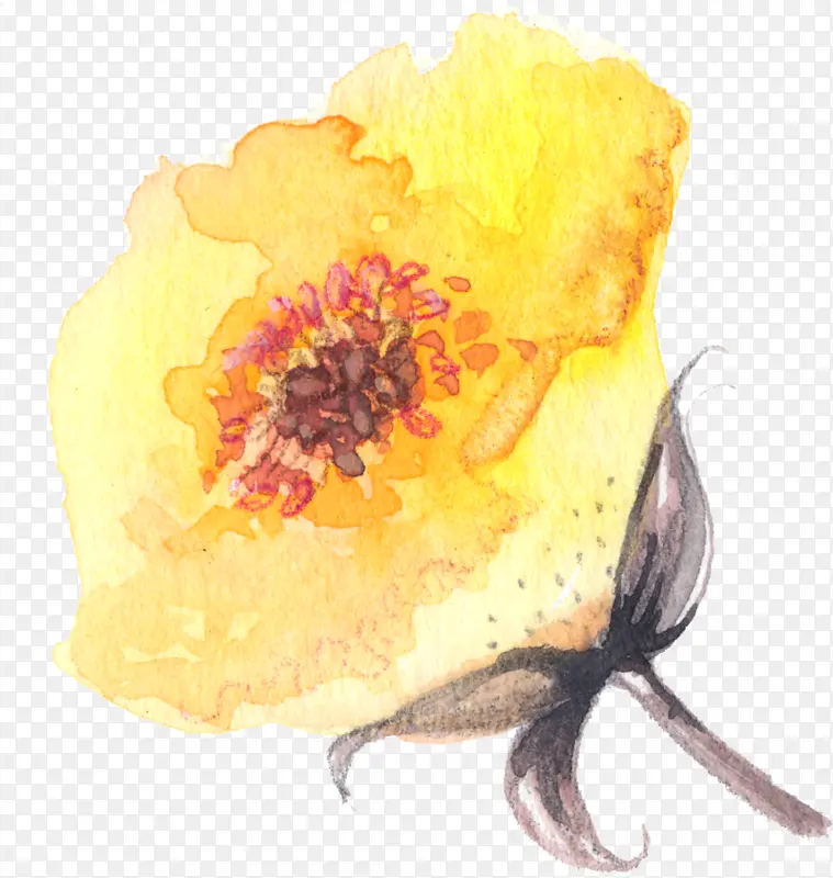 水彩手绘黄色菊花
