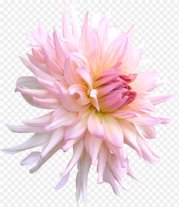 粉色菊花