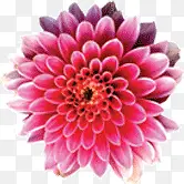 红色的菊花花朵