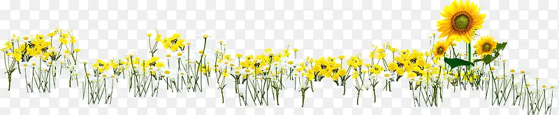 手绘黄色春季向日葵