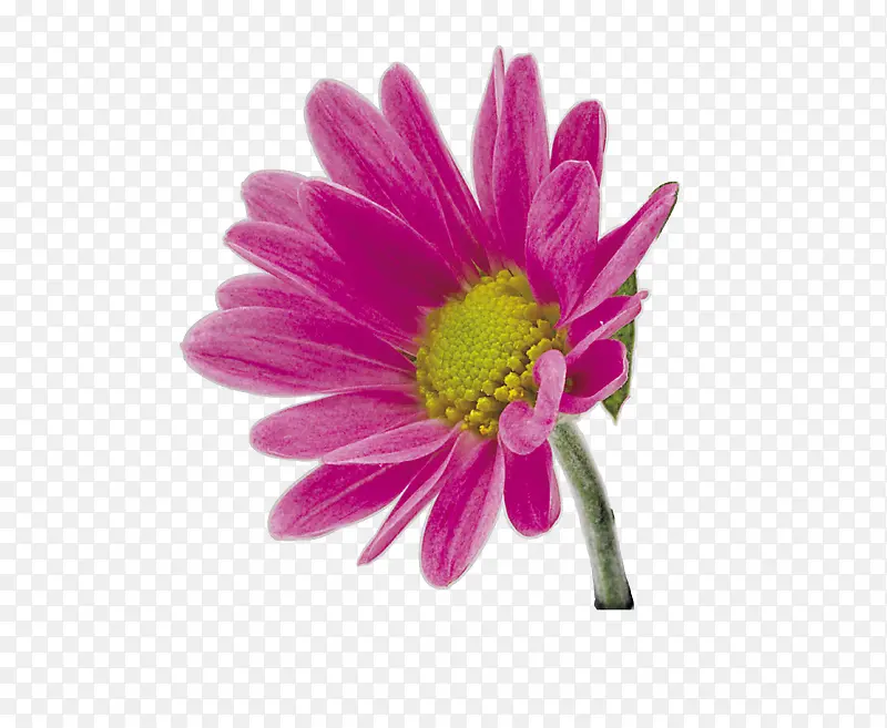 紫菊