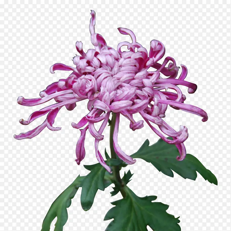 紫色秋菊