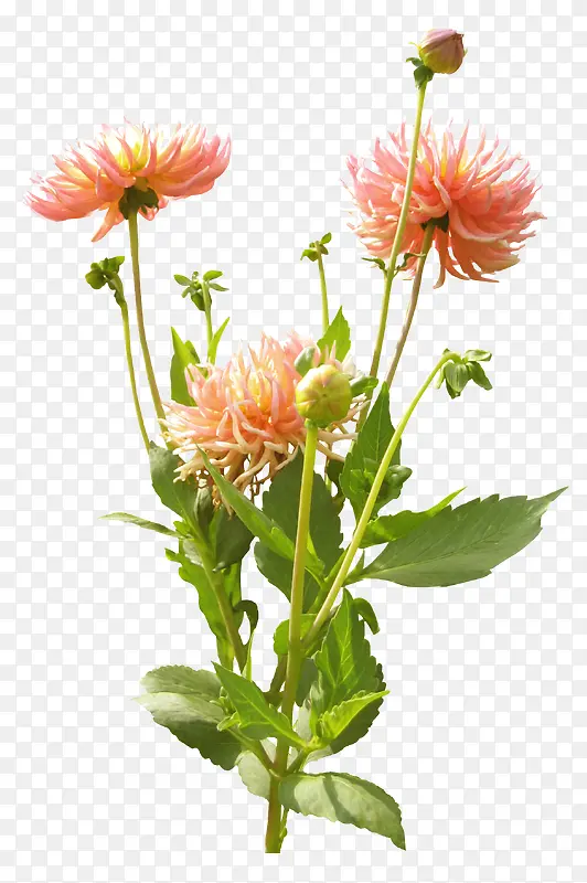 粉色菊花植物